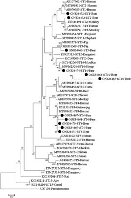 Molecular identification and subtype analysis of Blastocystis in captive Asiatic black bears (Ursus thibetanus) in China’s Heilongjiang and Fujian provinces